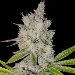 Lilac Diesel Auto Cannabis Seeds by Ethos Genetics