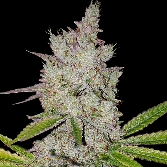 Lilac Diesel Auto Cannabis Seeds by Ethos Genetics