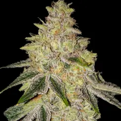 Mac N' Jack Cannabis Seeds by Ethos Genetics