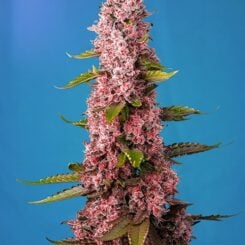 Red Hot Cookies Sweet Seeds