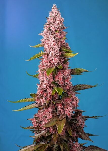 Red Hot Cookies Sweet Seeds