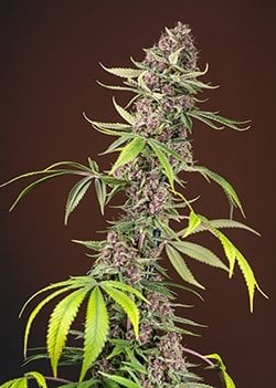 Vertical shot of a Red Mandarine F1 FAST with green leaves and purple buds against a brown background.