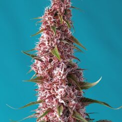 Close-up of a pink cannabis bud with white trichomes and green leaves, highlighted against a turquoise background. This vibrant photo showcases the beauty of Red Pure CBD Auto in all its glory.