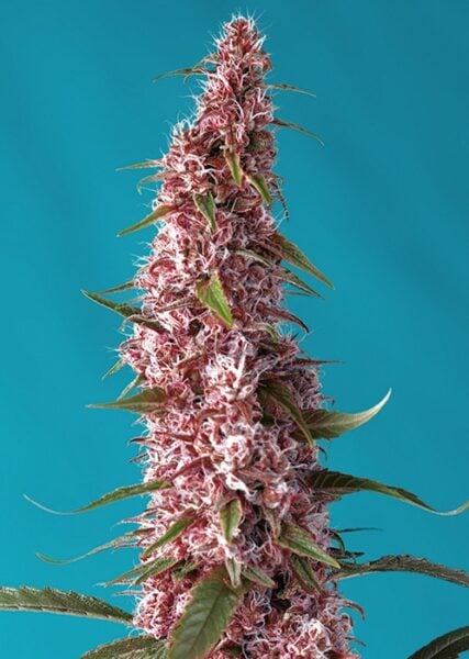Close-up of a pink cannabis bud with white trichomes and green leaves, highlighted against a turquoise background. This vibrant photo showcases the beauty of Red Pure CBD Auto in all its glory.