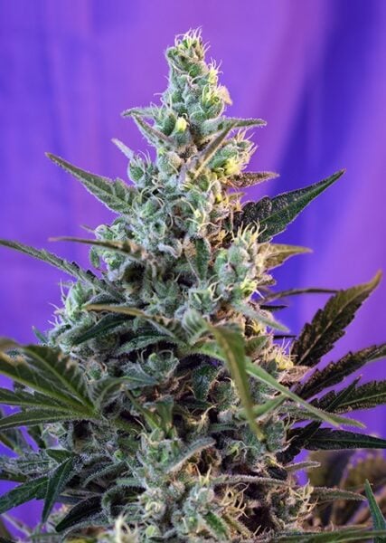 Close-up of a Sweet Skunk FAST with visible buds and trichomes against a purple background.