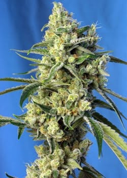 Close-up of a Sweet Amnesia Haze (F) cannabis bud with vibrant green leaves and white trichomes, set against a bright blue background.