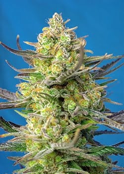 Close-up of a flowering Sweet Cheese XL Auto with densely packed buds, bright green leaves, and orange pistils set against a blue background.