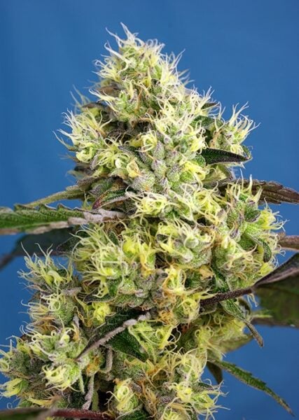 Close-up of a Sweet Gelato Auto cannabis plant with dense clusters of buds and white hairs, set against a blue background.