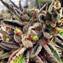 Rare Dankness Scott's OG