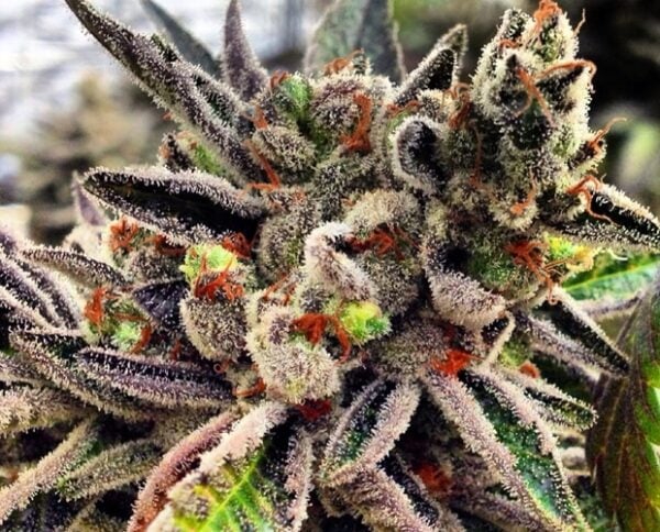 Rare Dankness Scott's OG