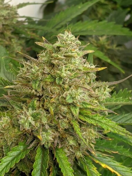 Twenty20 Mendocino Trizzlers auto