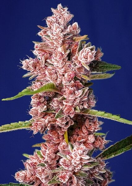 Tropicanna Poison Fast Sweet Seeds