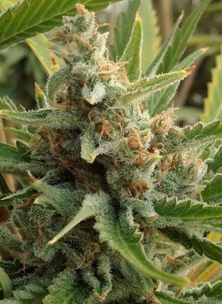 Close-up of a Tangerine Kush (R) cannabis plant with dense buds covered in trichomes and interspersed with orange pistils. Green leaves surround the bud.