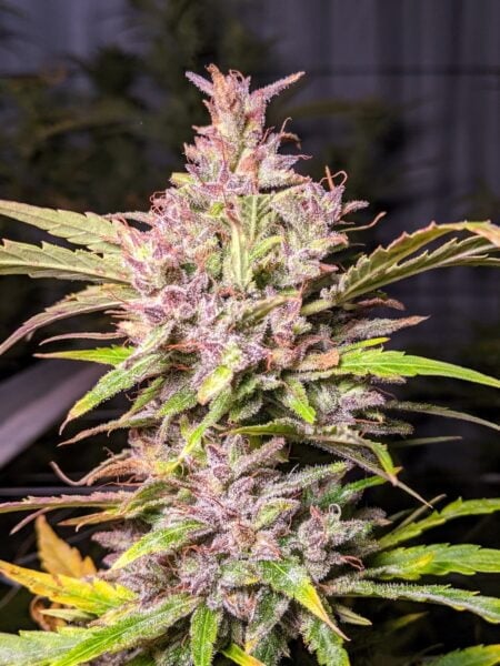 Twenty20 Mendicino Whiskey Zulu Auto