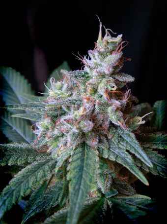 Sweet Seeds Cream Caramel Auto