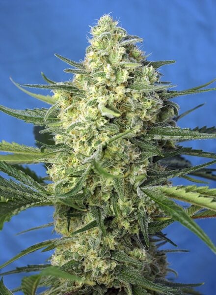 Jack 47 XL Auto Sweet Seeds