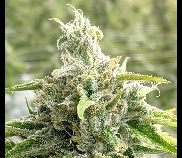 Close-up of a cannabis plant bud covered in white trichomes, with green leaves surrounding it—an intriguing Mindtrick (R) for the senses.