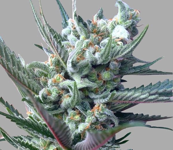 Close-up of a Moonshine Ghost Train [formerly Moonshine Ghost Train Haze] (F) cannabis plant with green leaves and trichomes-covered buds against a neutral gray background.