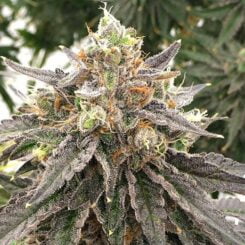 Close-up of a mature cannabis bud with frosty trichomes and colorful orange pistils, surrounded by narrow, dark green leaves—like a tiny treasure hidden in nature’s cleverest Mouse Trap (R).