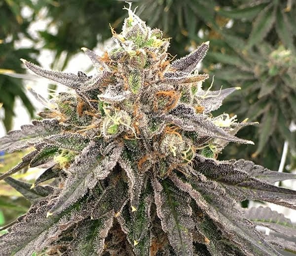 Close-up of a mature cannabis bud with frosty trichomes and colorful orange pistils, surrounded by narrow, dark green leaves—like a tiny treasure hidden in nature’s cleverest Mouse Trap (R).