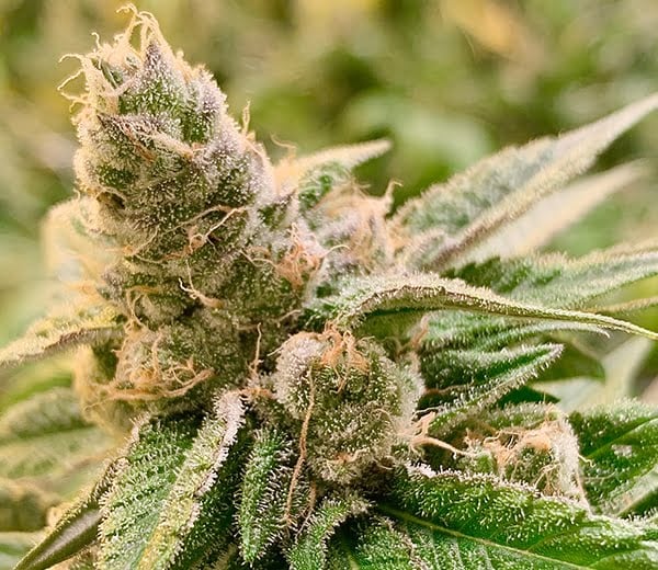 Close-up view of a flowering Tangerine Somali (R) cannabis plant with dense, trichome-covered buds and vibrant green leaves.