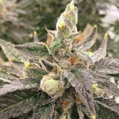 Close-up of a Turple® (R) cannabis plant with dense, frosty trichomes and some orange pistils on its buds. The leaves are dark green with a hint of purple.