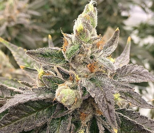 Close-up of a Turple® (R) cannabis plant with dense, frosty trichomes and some orange pistils on its buds. The leaves are dark green with a hint of purple.
