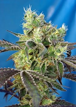 Dos-Sweet-Dos Sweet Seeds
