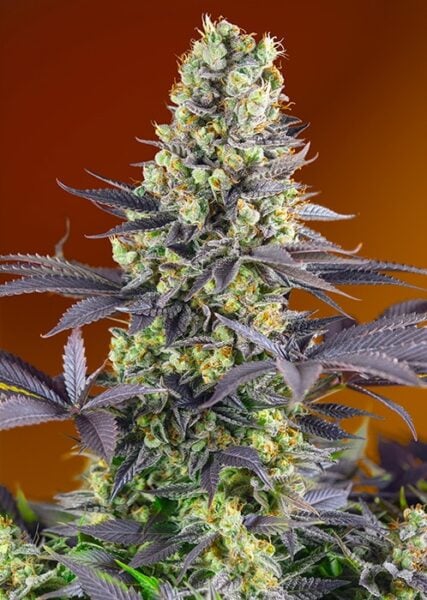 Close-up of a Sweet Zenzation (F) cannabis plant with dense, green buds and dark purple leaves against an orange background.