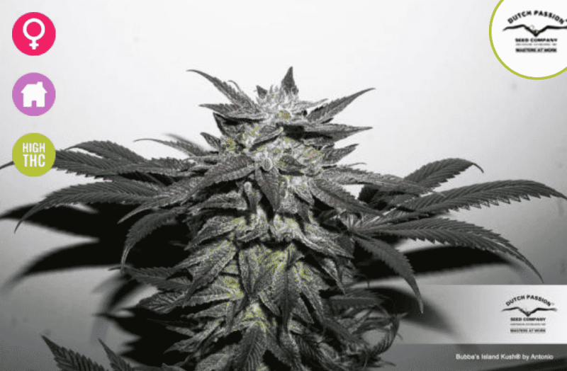 Actually, it seems that the product name in your provided sentence is already "Bubba Island Kush (F)". Therefore, no replacement is necessary. Here’s the original sentence for reference:

"A close-up image of a Bubba Island Kush (F) cannabis plant with dense buds and leaves. Icons in the top left corner indicate female, indoor growing, and high THC content. Branding for 'Dutch Passion Seed Company' is also visible.