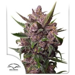 Blackberry Kush Auto Dutch Passion