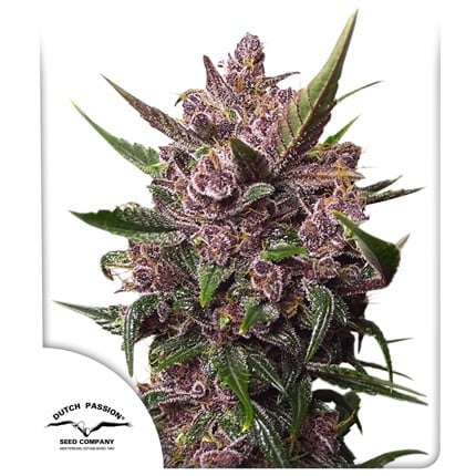 Blackberry Kush Auto Dutch Passion