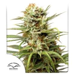 Close-up of a cannabis plant covered in trichomes, with the Dutch Passion Seed Company logo in the bottom left corner. Showcasing the exceptional quality of their White Widow Auto.