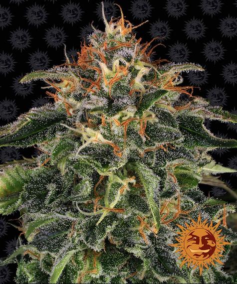 Moby Dick Barney's Farm