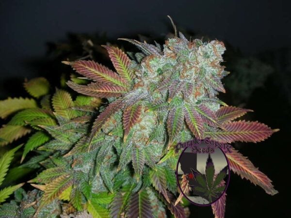 Purple Caper Alien Fire