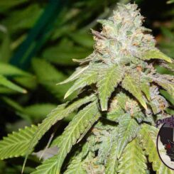 Purple Caper Seeds Alien OG
