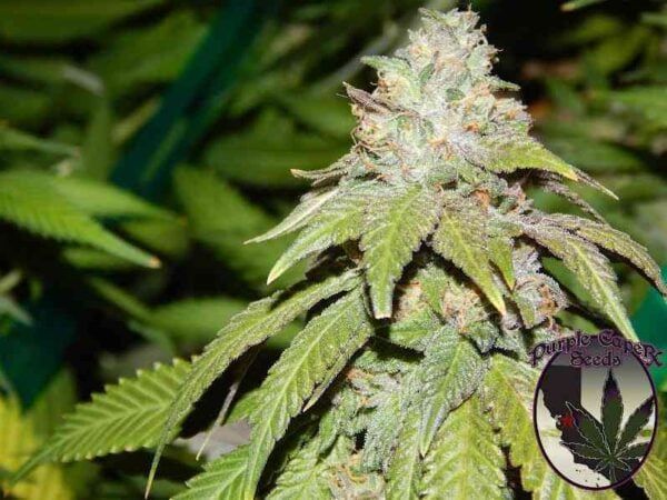 Purple Caper Seeds Alien OG
