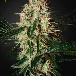Greenhouse Seed Co. Arjan's Haze #3