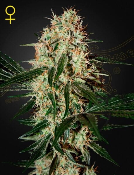 Greenhouse Seed Co. Arjan's Haze #3