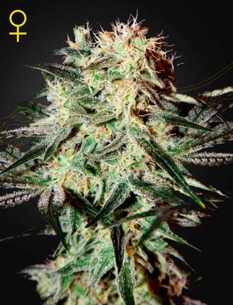 Close-up of an Arjan's Strawberry Haze (F) cannabis plant with dense, resin-covered buds and thin, serrated green leaves against a dark background. The plant has numerous trichomes and a lush appearance.
