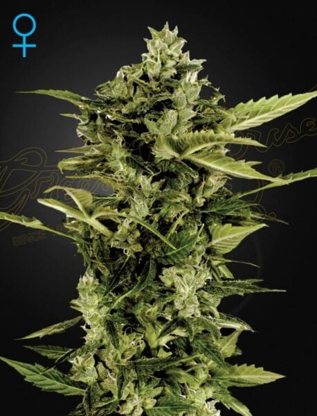 A close-up photograph of an Auto-Bomb cannabis plant with dense, spiky leaves and buds, set against a dark background. A female symbol is displayed in the upper left corner.