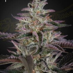 Greenhouse Seed Co. Banana Krumble