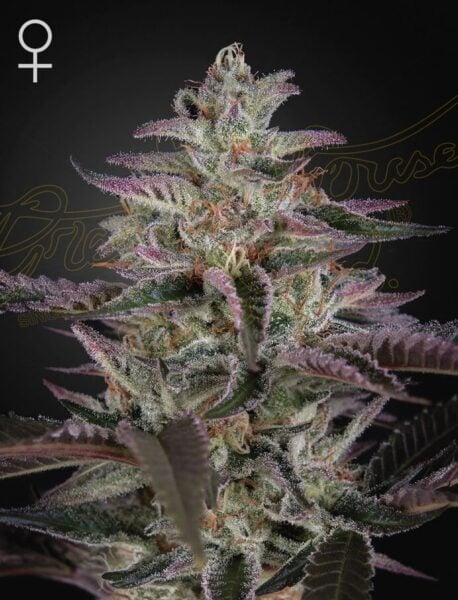 Greenhouse Seed Co. Banana Krumble
