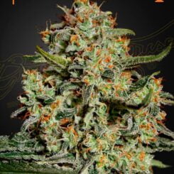 Close-up of a cannabis bud covered in trichomes with orange pistils, set against a dark background. Icons of a female symbol and a trophy are displayed in the top corners, celebrating the stellar quality of Big Bang (F).
