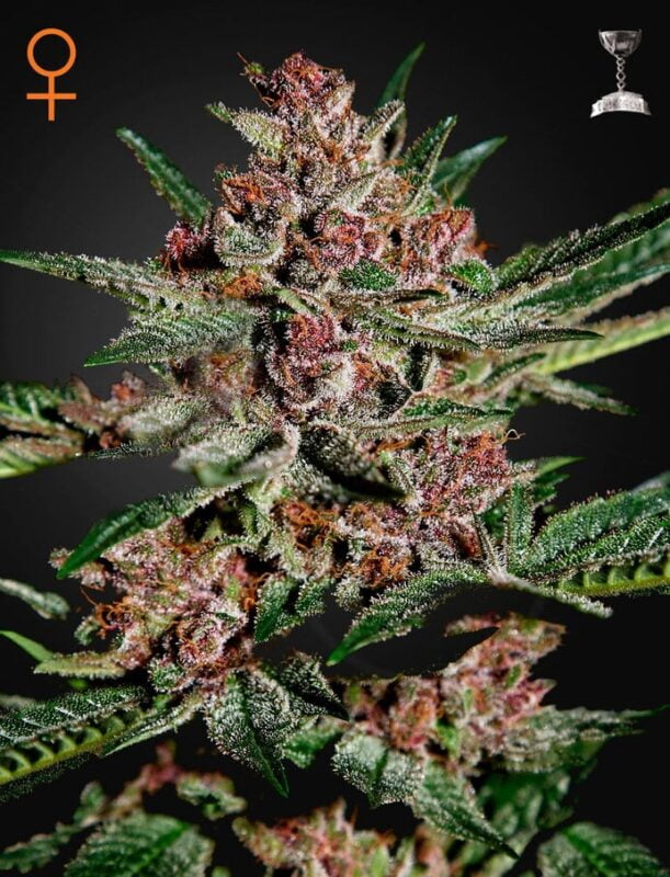 Greenhouse Seed Co. Bubba Kush