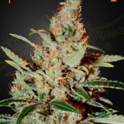 Greenhouse Seed Co. Chem Dog