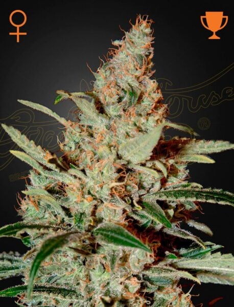 Greenhouse Seed Co. Chem Dog