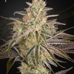 Greenhouse Seed Co. Cloudwalker