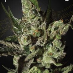 Close-up view of an Exodus Cheese (F) cannabis plant, covered in crystalline trichomes, against a dark background. Female and trophy icons are shown at the top corners of the image.