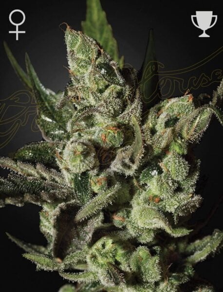 Close-up view of an Exodus Cheese (F) cannabis plant, covered in crystalline trichomes, against a dark background. Female and trophy icons are shown at the top corners of the image.